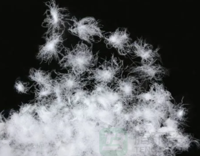 普白鹅绒回收